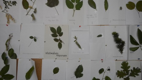 Madarak, Fák Napja 2018