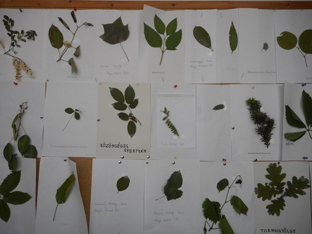 Madarak, Fák Napja 2018